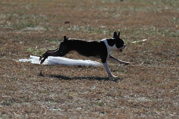 Coursing Ability Test,CAT,lure coursing,AKC,title