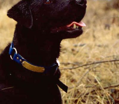 Labrador Retriever,German Shepherd Dog,Clarkfork-Bitterroot Search Dogs,SAR,search and rescue dogs,cadaver dogs,avalanche dogs,water dogs,Tracking/Trailing Dogs, Air Scent Dogs