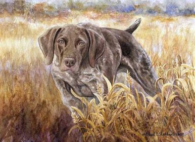 German Shorthaired Pointer,Prussian Pointer,color,