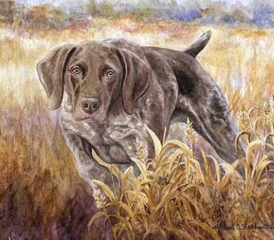 German Shorthaired Pointer,Prussian Pointer,color,