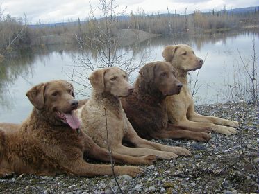 Chesapeake Bay Retriever,color,sedge,deadgrass,standard,hunting dog,camouflage