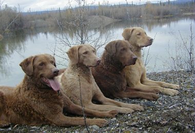 Chesapeake Bay Retriever,color,sedge,deadgrass,standard,hunting dog,camouflage