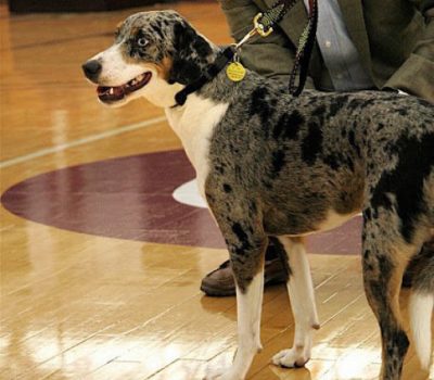 Catahoula Leopard Dog,mascot,Centenary College