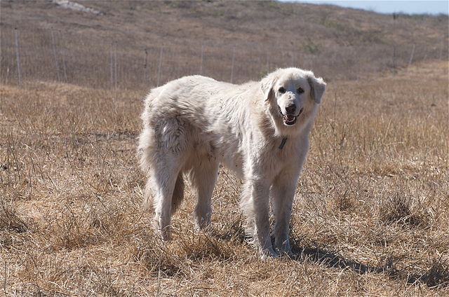 Akbash Dog, LGD, Livestock Guardian Dog,