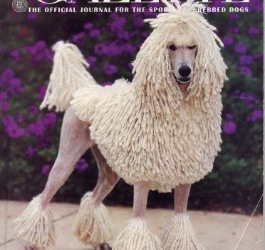 poodle,coat,corded coat,corded poodle,carly,Ch. Somerset Sweet Success,curly poodle,AKC GAZETTE