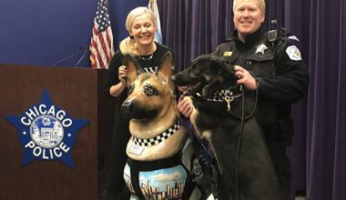 Chicago,Police Dogs,K-9,German Shepherd Dogs. Last year, four Labrador Retriever,Belgian Malinois.Rolling Meadows Police Department