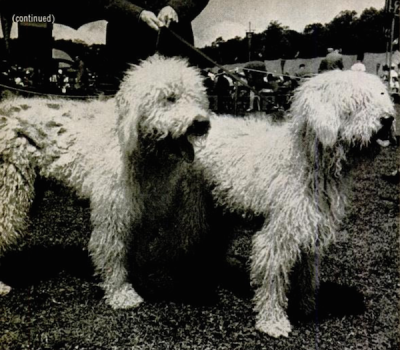 Komondor,Life magazine,Morris and Essex,dog show,Geraldine Rockefeller Dodge,Wayne Ferguson