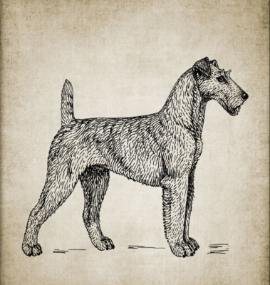 Terrier of Erin,Irish Terrier,mythology,Ériu