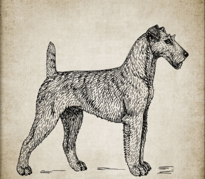 Terrier of Erin,Irish Terrier,mythology,Ériu