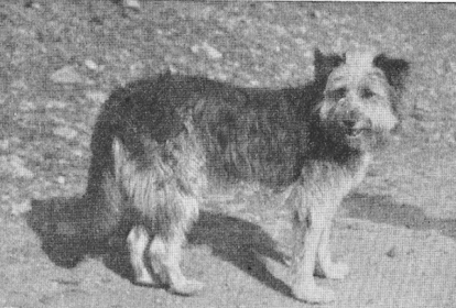 Old Welsh Grey,Bearded Collie,Patagonian Sheepdog,Barbucho