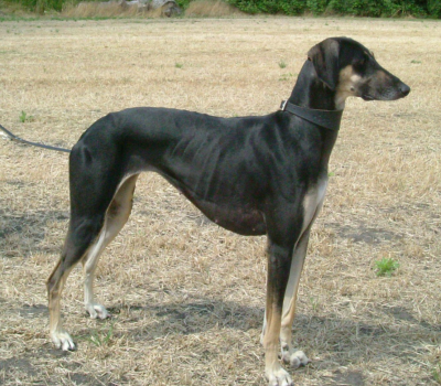 Sloughi,Arabian Sighthound