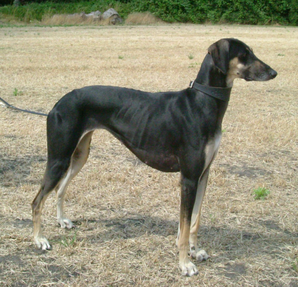 Sloughi,Arabian Sighthound