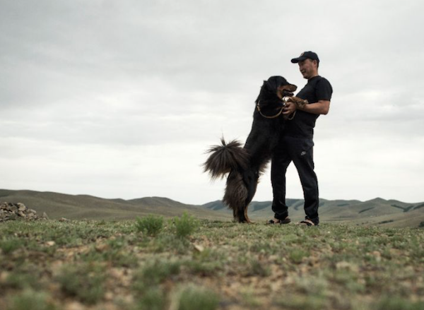 Bankhar,Mongolian Bankhar Dog,Livestock Guardian Dog,Bruce Elfstrom,Mongolian Bankhar Dog Project