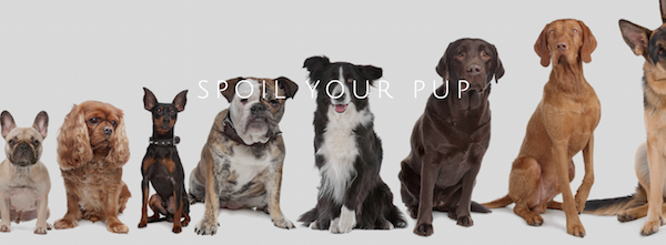 Pijuan Design Workshop,design,purebred dogs
