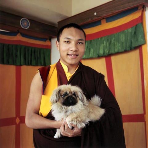 Karmapa,Dalai Lama,Pekingese,Tibetan Buddhism,Ogyen Trinley Dorje