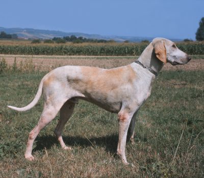 Billy,Ceris,hound,King's White dog,Montaimboeuf,Laryee