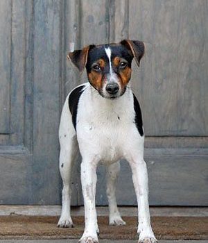 Danish/Swedish Farmdog,terrier,pinscher,Danish Pinscher