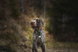 Wirehaired Pointing Griffon, Griff, color