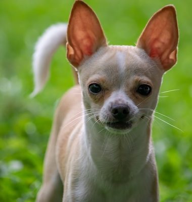 Chihuahua,Owen Wister,Manzannita,James Watson,history