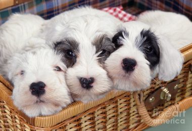 Sealyham Terrier,John Tucker-Edwardes,English White Terrier, Wire Fox Terrier, Dandie Dinmont,West Highland White Terrier,breed standard