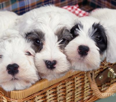 Sealyham Terrier,John Tucker-Edwardes,English White Terrier, Wire Fox Terrier, Dandie Dinmont,West Highland White Terrier,breed standard