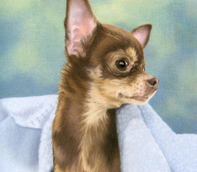 Chihuahua,Owen Wister,Manzannita,James Watson,history