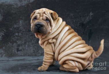 Chinese Shar-Pei,coat,