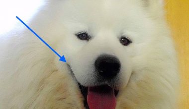 commisures,Samoyed,structure,terms,Turid Rugass