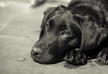 Labrador Retriever,St.Johns Dog,coat,medallion,color,marking,history