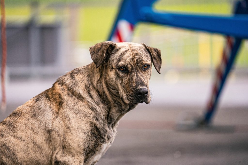 The National Dog of Uruguay