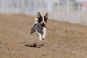 circus, Circus Benneweis Danish - Swedish Farmdog