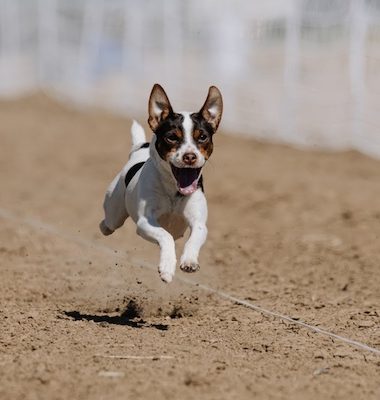 circus, Circus Benneweis Danish - Swedish Farmdog