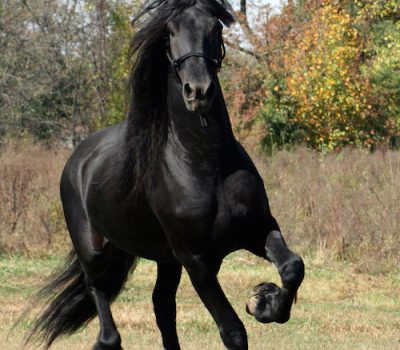 Wetterhoun,Dutch Stabyhoun,Frisian horse,Dutch Spaniel,Otterhoun, Friesian horse