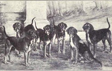 Kerry Beagle,Coonhound,Foxhound,history,scent hound,Ireland