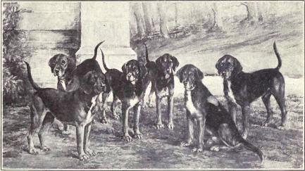 Kerry Beagle,Coonhound,Foxhound,history,scent hound,Ireland