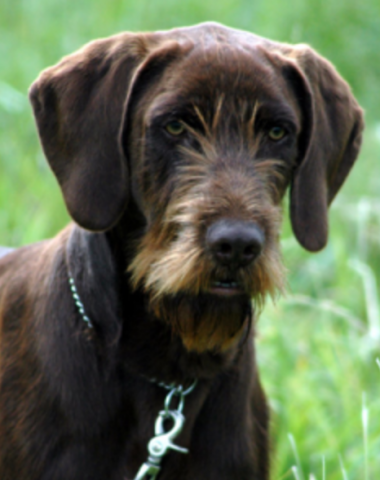 Pudlelpointer,Bodo Winterhelt,Poodle,English Pointer,gundog