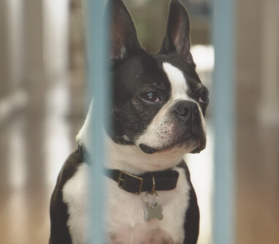 Boston Terrier, commercial, ad,TV,boxer,