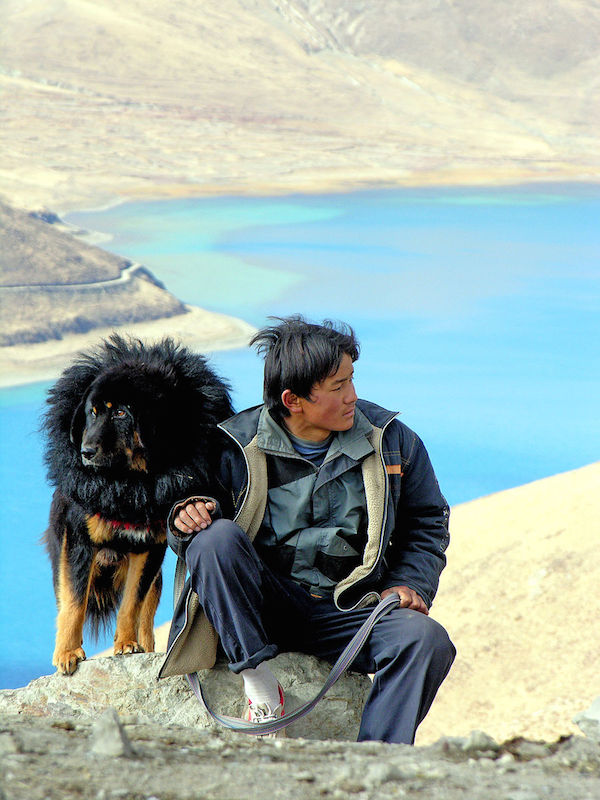 Himalayan Mastiff,Tibetan Mastiff,Shangri-La,Lost Horizon,Shambala,Do-Khyi,Tsang-khyi,color,legend,history