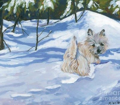 Cairn Terrier, feet, structure,