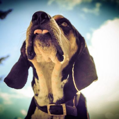 Redbone Coonhound,baying,giving tongue