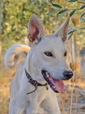 Primitive Dog,Sighthound,] Kritikos Ichnilatis,Cretin Hound,Kρητικός Iχνηλάτης,Greyhound,Saluki
