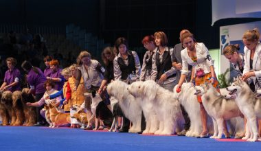 dog show, rare breeds,Xoloitzcuintli,Mayan,Colima,Aztec,history