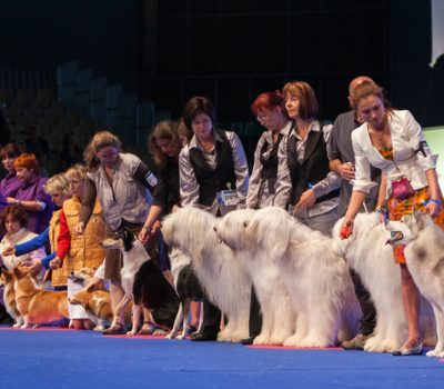 dog show, rare breeds,Xoloitzcuintli,Mayan,Colima,Aztec,history