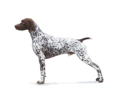 German Shorthaired Pointer,Deutsch Kurzhaar,gundog,hunting dog,history