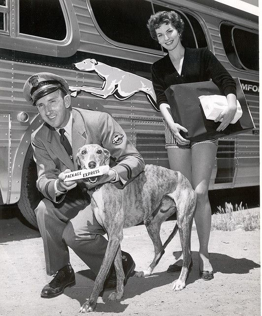 Greyhound,Steverino,Jack Benny Show,Greyhound Package Express,mascot