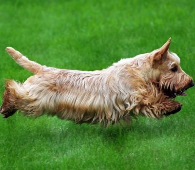 angulation,Rachel Page Elliot,Dr. Carmen Battaglia,structure,balance,