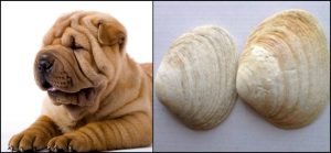 Chinese Shar-Pei,standard,Roof Tile Mouth, bamboo tongue, black-bean triangular eyes, butterfly nose, Calabash head, Chinese Shar-Pei, clam shell ears, column arms, garlic clove paws, grass carp body, hard wire tail, old lady's face, persimmon butt, pipa thighs, roof tile mouth, shrimp waist, standard, yellow cattle neck