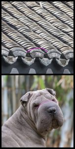Chinese Shar-Pei,standard,Roof Tile Mouth, bamboo tongue, black-bean triangular eyes, butterfly nose, Calabash head, Chinese Shar-Pei, clam shell ears, column arms, garlic clove paws, grass carp body, hard wire tail, old lady's face, persimmon butt, pipa thighs, roof tile mouth, shrimp waist, standard, yellow cattle neck