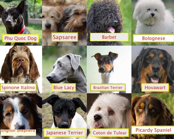 dogs 101 breed selector