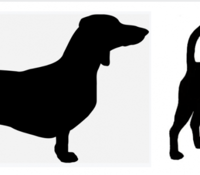 structure,forechest,chest,breeder,front assembly, Smooth Fox Terrier,Dachshund